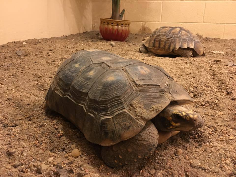 Tortoises